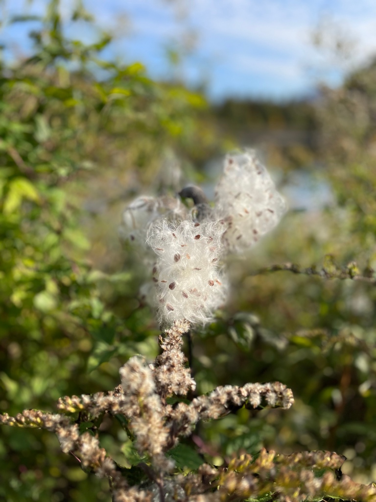 milkweed pod in Lamoille County, Vermont October 2022. Taken by Deb Vaughn